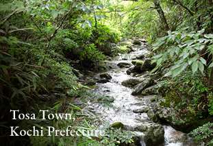 Tosa Town, Kochi Prefecture